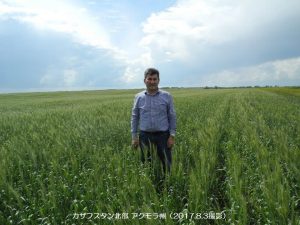 カザフスタンの春小麦